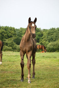 Klik voor een vergroting