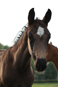 Klik voor een vergroting