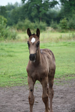 Klik voor een vergroting