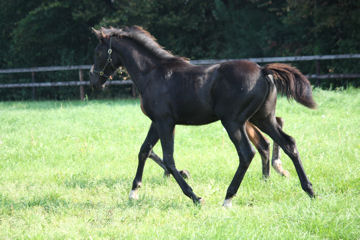 Klik voor een vergroting