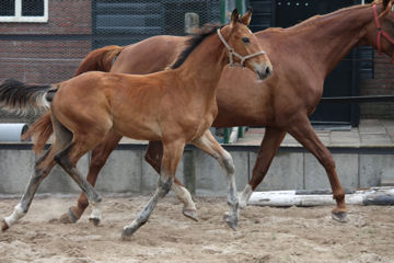 Klik voor een vergroting