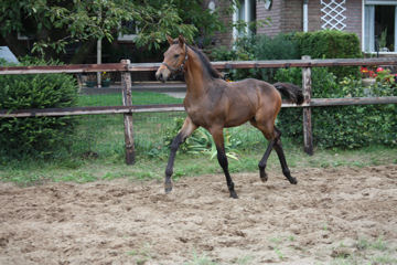 Klik voor een vergroting