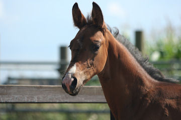 Klik voor een vergroting