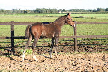 Klik voor een vergroting