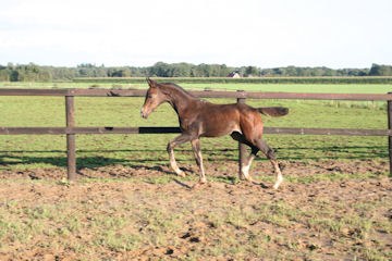 Klik voor een vergroting