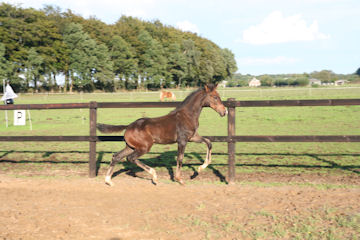 Klik voor een vergroting