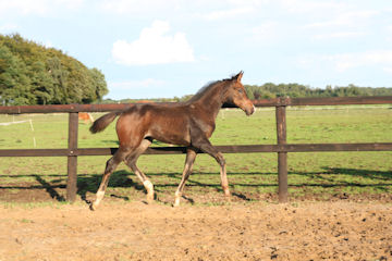 Klik voor een vergroting