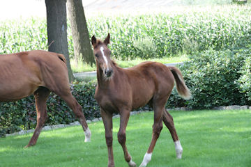 Klik voor een vergroting