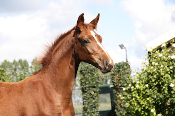 Klik voor een vergroting