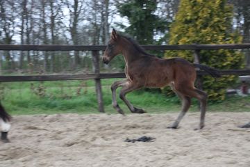 Klik voor een vergroting