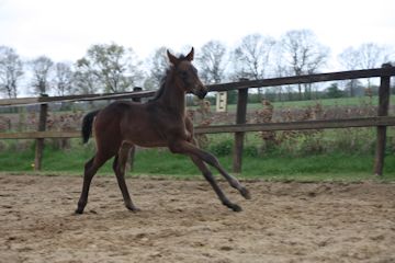 Klik voor een vergroting