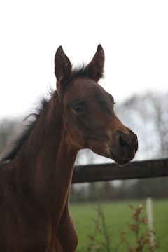 Klik voor een vergroting