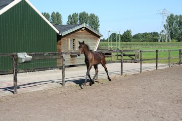 Klik voor een vergroting