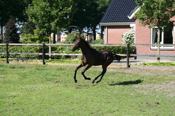 Klik voor een vergroting