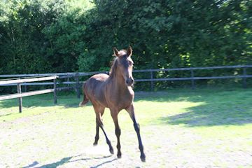 Klik voor een vergroting