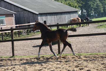 Klik voor een vergroting
