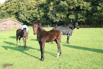 Klik voor een vergroting