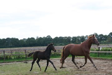 Klik voor een vergroting