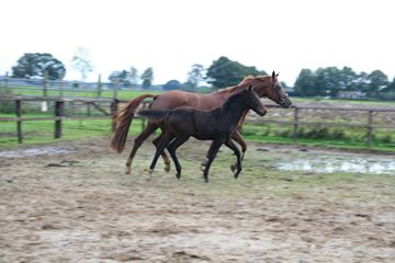 Klik voor een vergroting