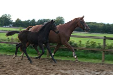 Klik voor een vergroting