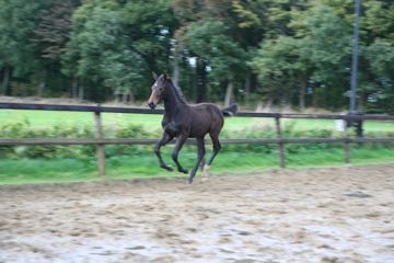 Klik voor een vergroting