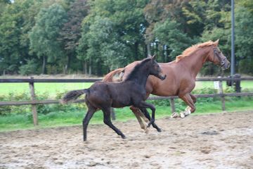 Klik voor een vergroting