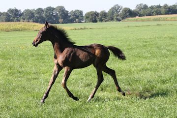 Klik voor een vergroting