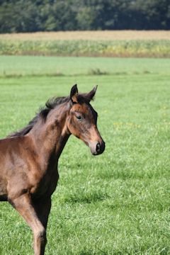 Klik voor een vergroting