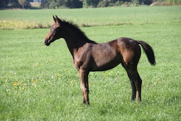 Klik voor een vergroting