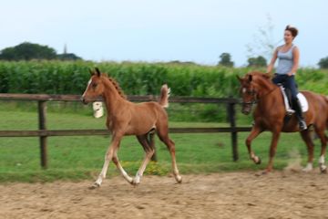 Klik voor een vergroting