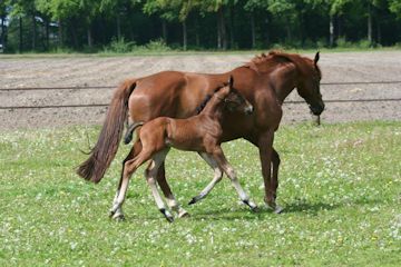 Klik voor een vergroting